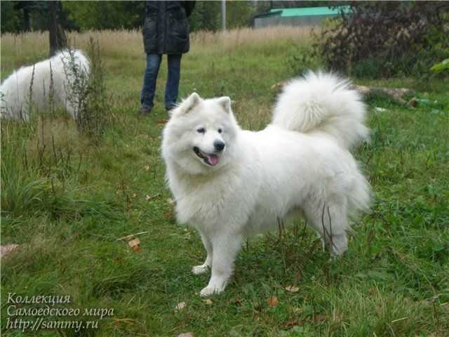 Beloe Chudo Zhenni | Samoyed 