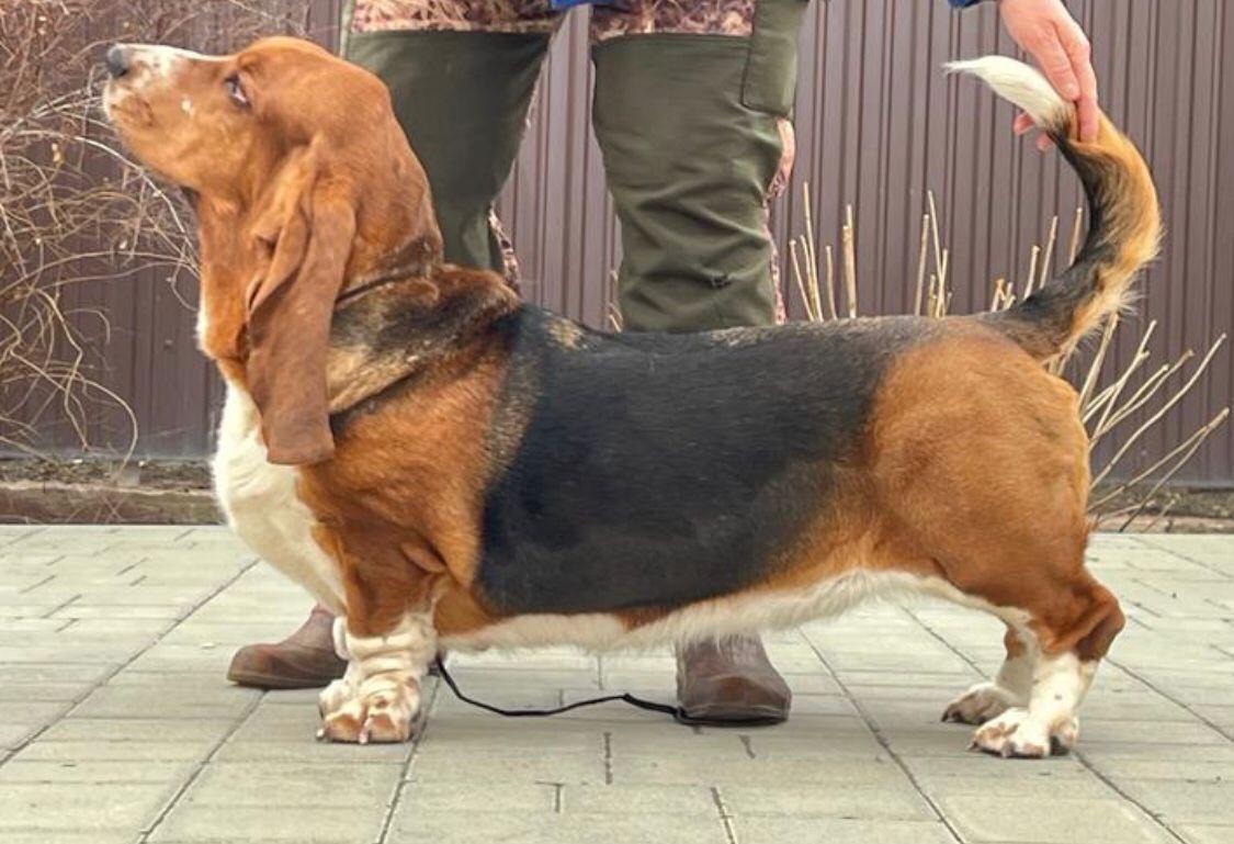 Lily Crown Europa | Basset Hound 