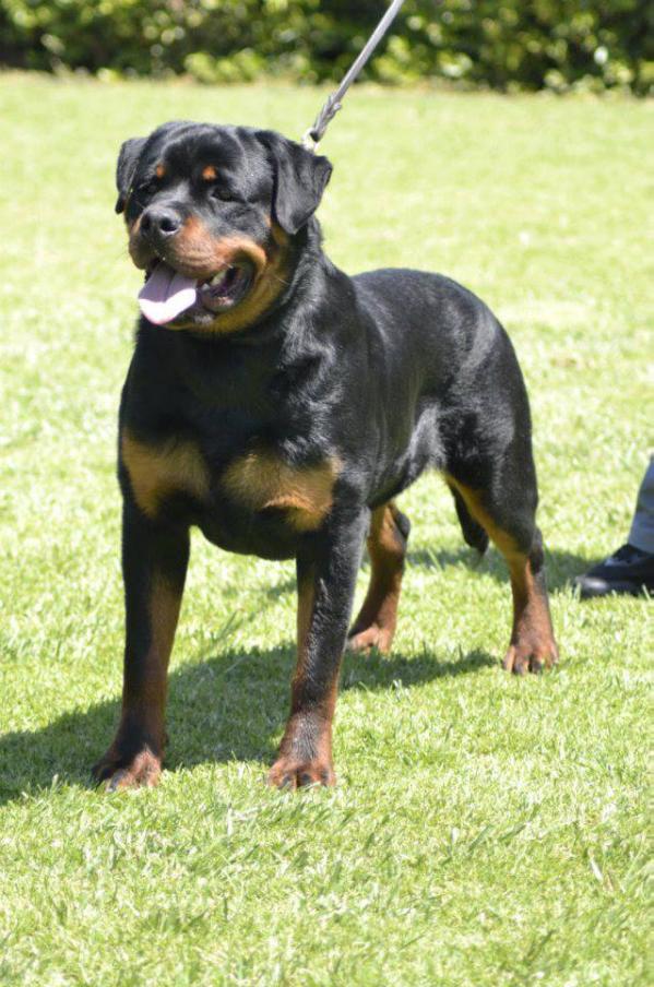 Igor Invader | Rottweiler 