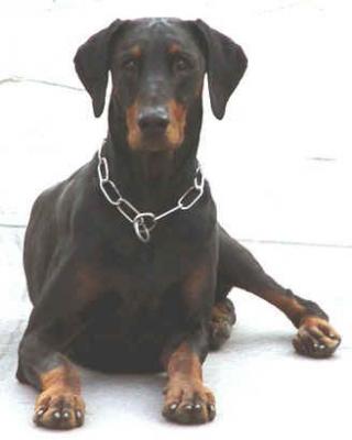 Etienne v.d. Vierwinden | Black Doberman Pinscher