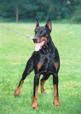 Xanthos v.'t Ravenland | Black Doberman Pinscher