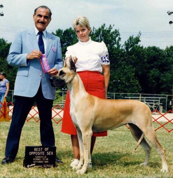 Von Shrado's Danielle | Great Dane 
