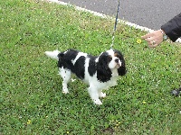 Ut des Cigales Vaunageoles | Cavalier King Charles Spaniel 