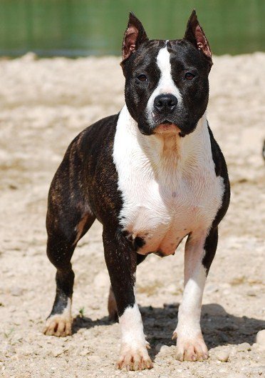 Bluelimit Dolce &amp; Gabbana | American Staffordshire Terrier 