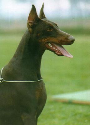 Bona v. Nordhang | Brown Doberman Pinscher