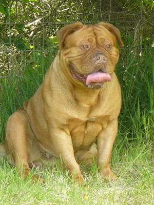 Rozeldogue Miss Hannah by Cymrygold | Dogue de Bordeaux 