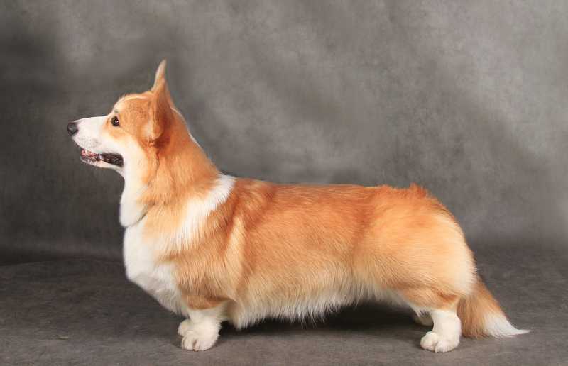 Ginger Elf Yantar | Pembroke Welsh Corgi 