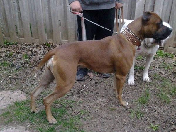 Trevor's Coco of NS | American Bulldog 