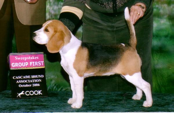 Starbuck Torbay Uptown Girl | Beagle 