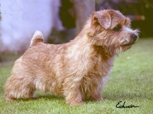 Belleville Smart Alec | Norfolk Terrier 