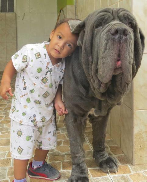 EDUQUR DE ALIK MISQUIYACU | Neapolitan Mastiff 