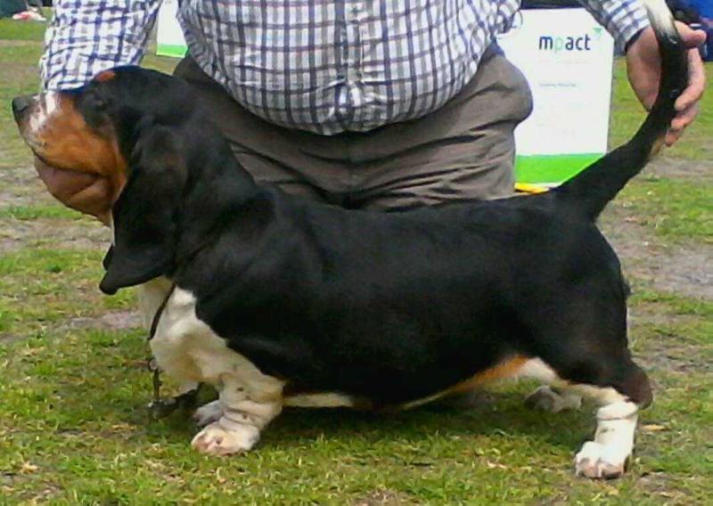 MIDESTINO EUGENIA OF STORMWAVE | Basset Hound 