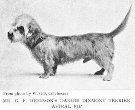 Astral Rip | Dandie Dinmont Terrier 