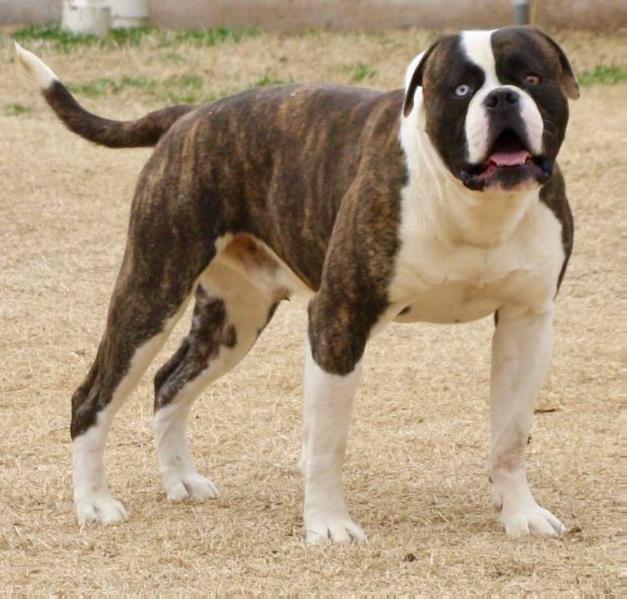 BullyBadass's Bourbon of Copelands | American Bulldog 
