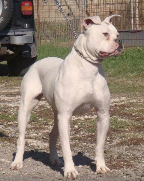 MBK's EMMA | American Bulldog 