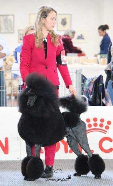 Huffish Da Maya Ironman | Poodle 
