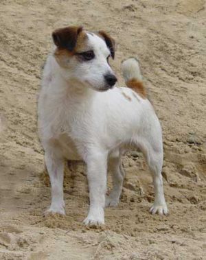 Joyreve Laird of the Hunter Pride | Jack Russell Terrier 