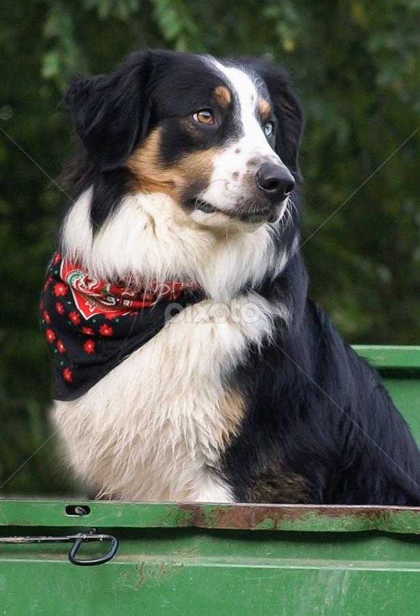 Maplegrovefarm Rimrock Drover | English Shepherd 