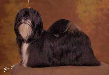 Whisborne Black Sensation | Lhasa Apso 