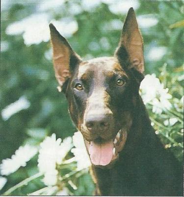 Bernice v. Faunburg | Brown Doberman Pinscher