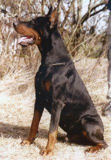 Aick v.d. Kerpenburg | Black Doberman Pinscher