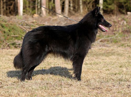 Chili van't Belgisch Schon | Belgian Groenendael 