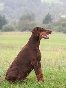 Ciara v. Waruswald | Brown Doberman Pinscher