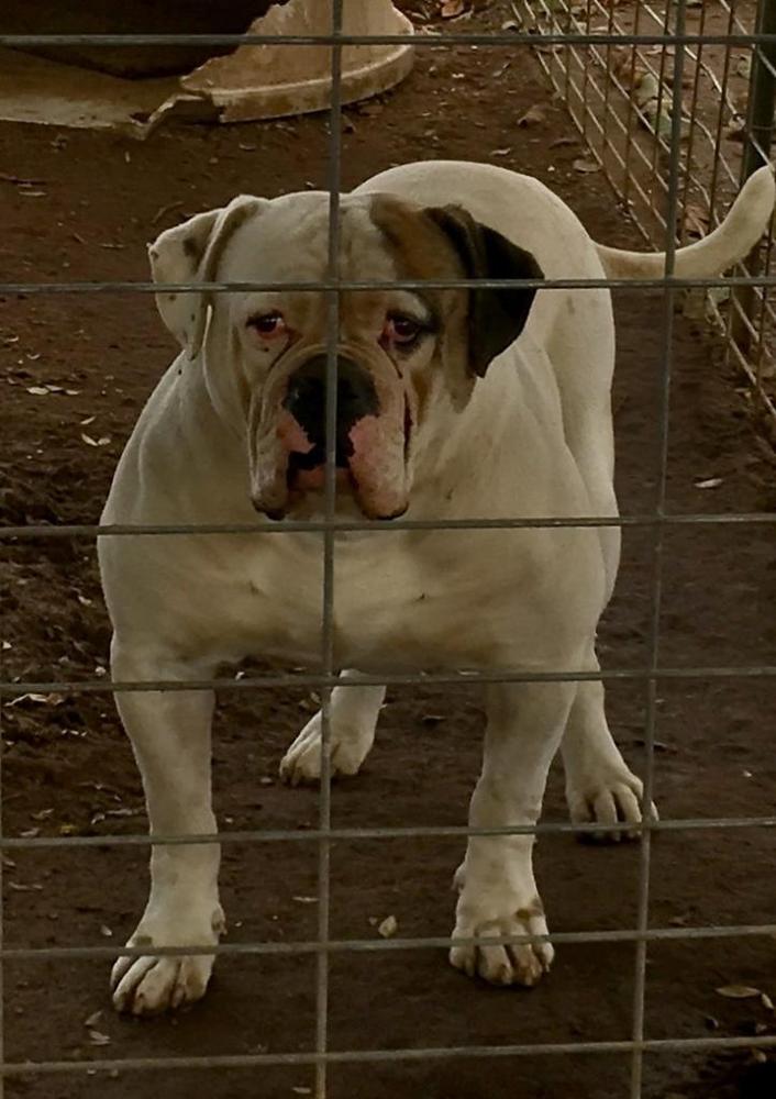 D'jango of SDOB's | American Bulldog 