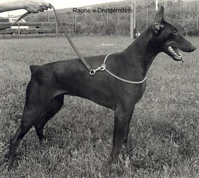 Raune v. Druidenstein | Black Doberman Pinscher