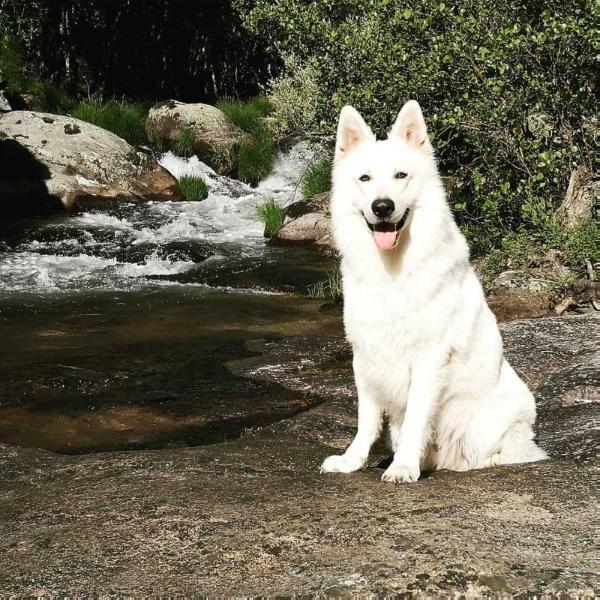 Amadeus Murajda's Lions | White Swiss Shepherd Dog 