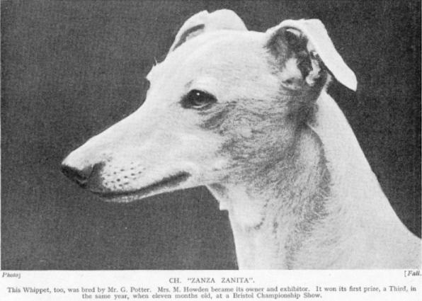 Zanza Zanita | Whippet 