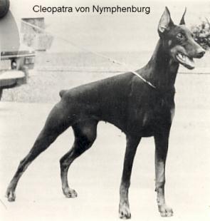 Cleopatra v. Nymphenburg | Black Doberman Pinscher