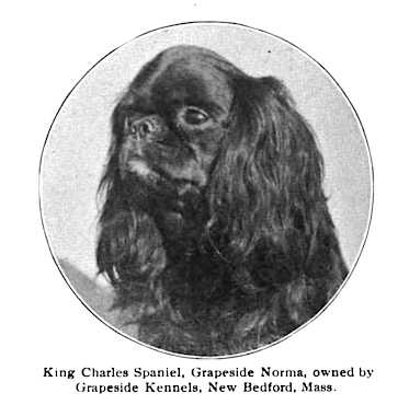 Grapeside Norma | Cavalier King Charles Spaniel 