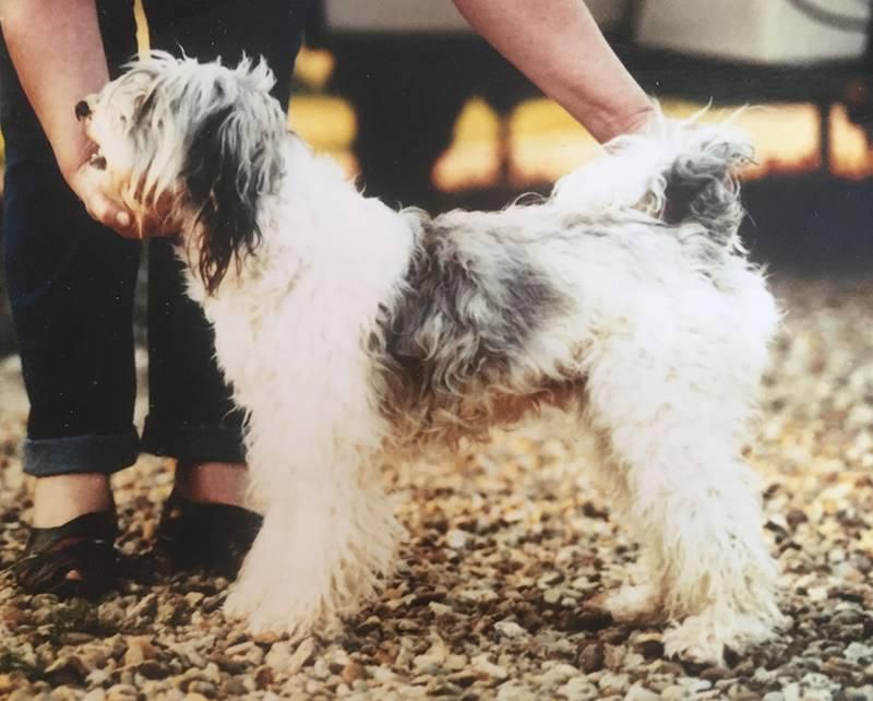 SILGARHI HIPPOLYTA | Tibetan Terrier 