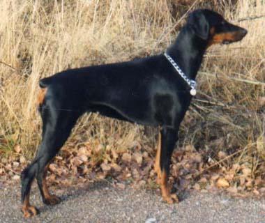 Little League's Lady In Black | Black Doberman Pinscher