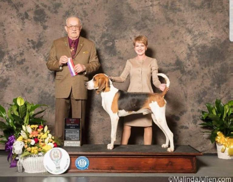 3Colors Bad Moon Rizin | Treeing Walker Coonhound 