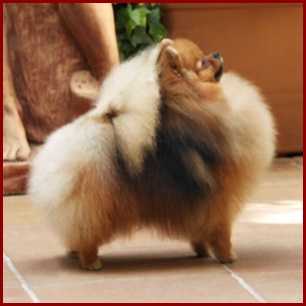 Pom de la Creme Harley Davidson | Pomeranian 