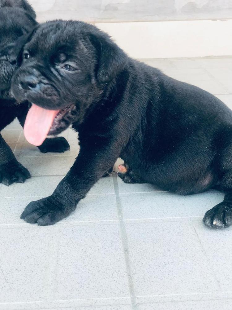 Arya abs | Cane Corso 