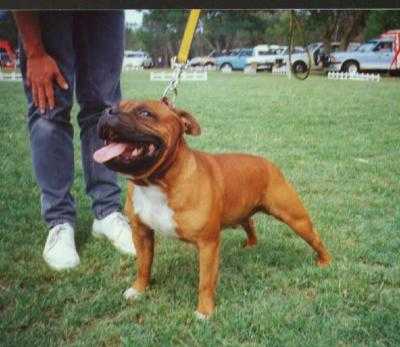 Fireball Of Marconn | Staffordshire Bull Terrier 