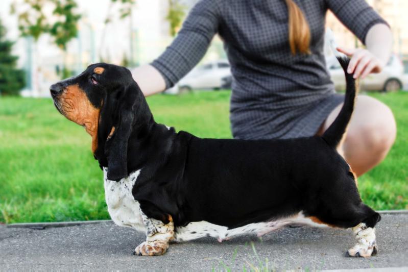 DANCE OF FIRE GRACIA DE LIGHT | Basset Hound 