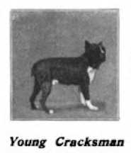 Young Cracksman | Boston Terrier 