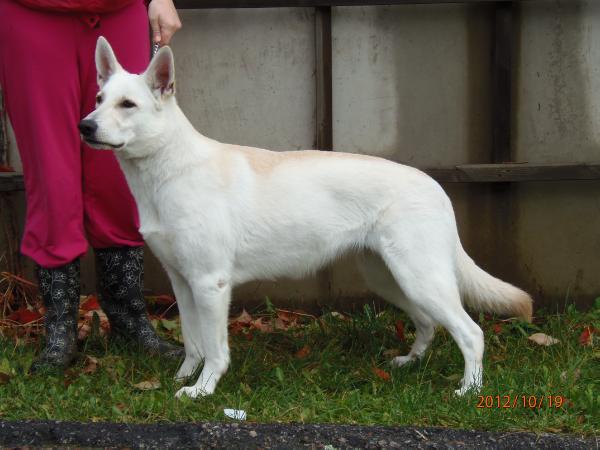 Moonscape´s Xtremely Lovely | White Swiss Shepherd Dog 