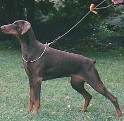 A'Dreams Kimberley | Brown Doberman Pinscher