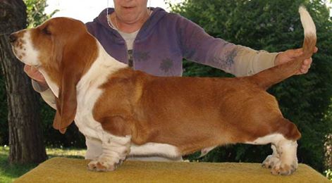 Franbar's Gary Cooper | Basset Hound 