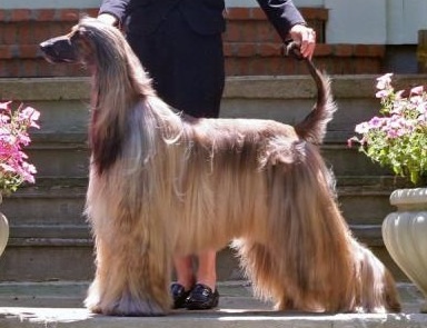 Boxadan Mind Your Own Business | Afghan Hound 