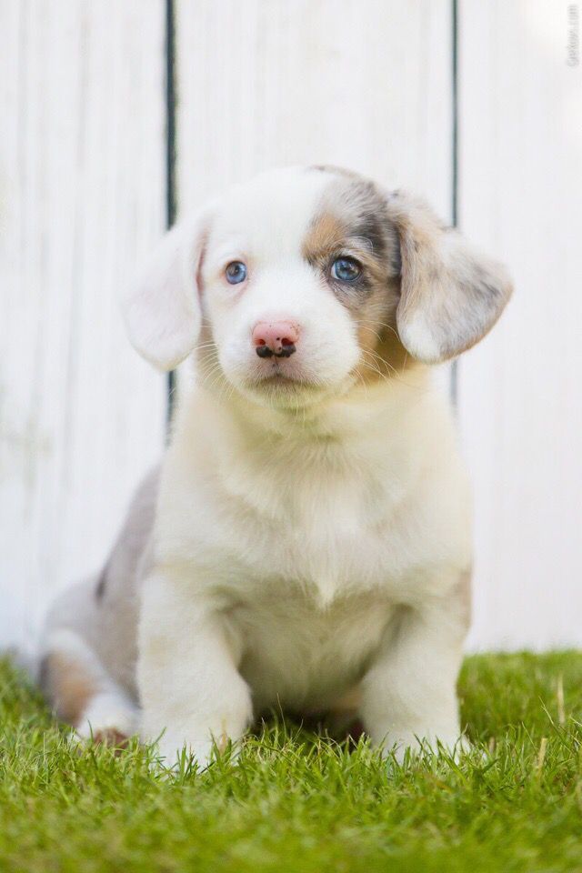 SEVASTOPOLSKIY VALS ESENIN SERGEY | Cardigan Welsh Corgi 