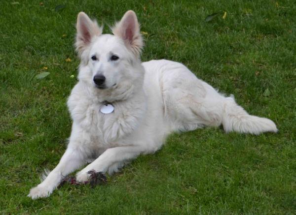 Belisha-Jamila von Amira Asagera | White Swiss Shepherd Dog 