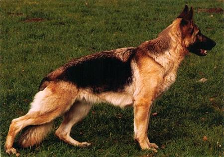 Tima von der Freiheit Westerholt | German Shepherd Dog 