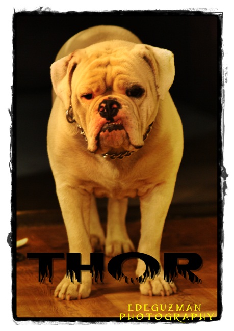 DeGuzman's THOR | Olde English Bulldogge 