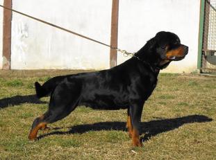 nitra od dragicevica | Rottweiler 